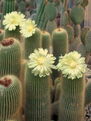 Notocactus_leninghausii_2